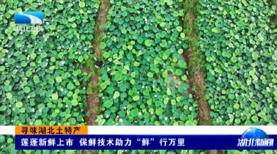 寻味湖北土特产 | 莲蓬新鲜上市 保鲜技术助力“鲜”行万里