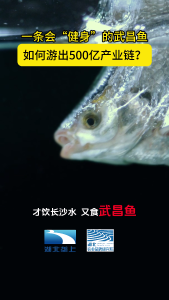 一条会“健身”的武昌鱼，如何游出500亿产业链？