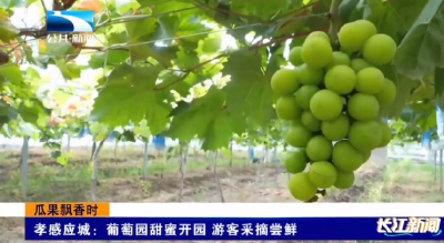 孝感应城：葡萄园甜蜜开园 游客采摘尝鲜
