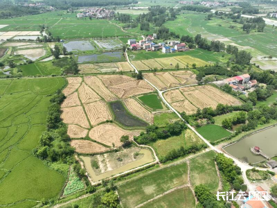 黄石迎来夏粮大丰收 实现面积、单产、总产“三增”