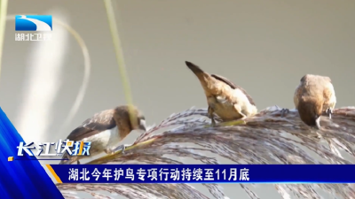 湖北今年护鸟专项行动持续至11月底