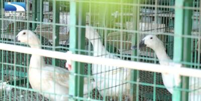 湖北武汉：农科专家培育肉鸭新品种 为武汉乡村振兴注入“芯”动力