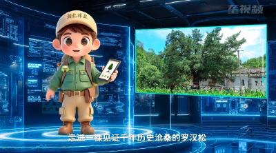 树语千年：罗田·罗汉松
