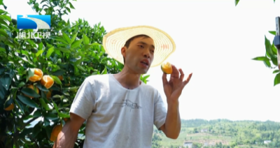 恩施巴东：万亩夏橙大丰收 无人机成采摘主力