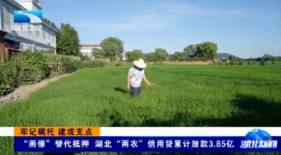 牢记嘱托 建成支点 | “画像”替代抵押 湖北“两农”信用贷累计放款3.85亿