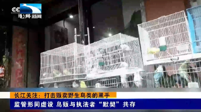 长江关注：打击贩卖野生鸟类的黑手