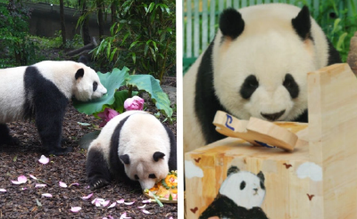 萌兰、花花、和叶，生日快乐！熊猫顶流邀请你一起庆生