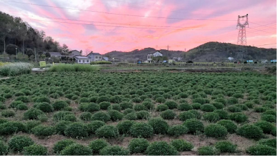 宜都市泉水河村：一株救心菜，如何炒制振兴“硬菜”？