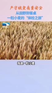 一颗小麦的“体检”全流程