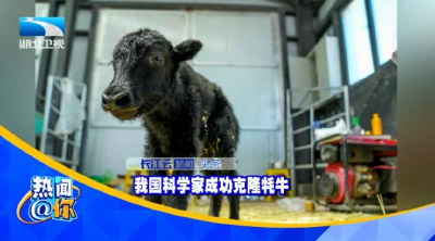 我国科学家成功克隆牦牛