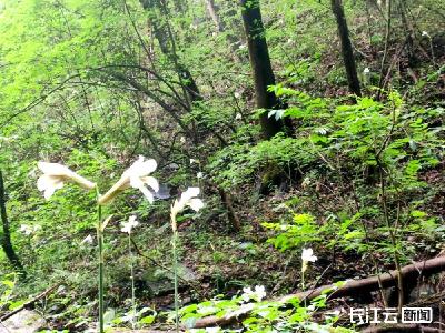 湖北竹山：惊现大片国家二级保护植物荞麦叶大百合