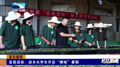 多彩暑假｜远安：返乡大学生开启“硬核”暑假