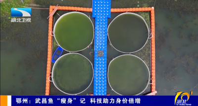 鄂州：武昌鱼“瘦身”记 科技助力身价倍增