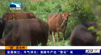 “荆”彩市州|宜昌枝江：牛气冲天！夷陵牛产出“雪花”来
