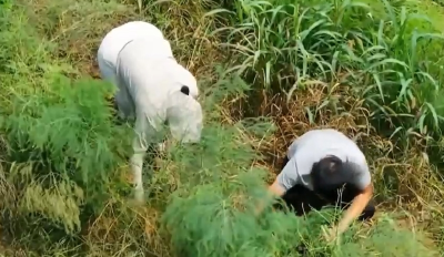 荆门沙洋：芦笋+金蝉套种 让村民端稳致富碗
