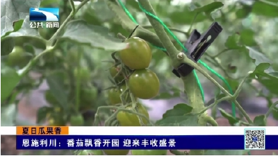 恩施利川：番茄飘香开园 迎来丰收盛景