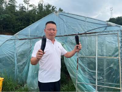 “四季菜网”织就共富路 浠水这个蔬菜合作社点“荒”成“金”