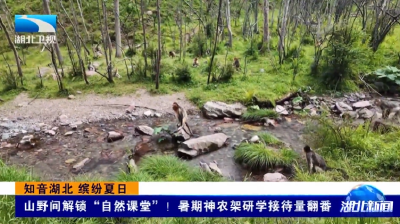 知音湖北 缤纷夏日 | 山野间解锁“自然课堂”！暑期神农架研学接待量翻番