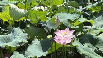 咸宁咸安：碧水焕新 转型生金