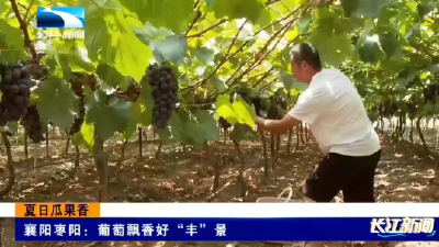襄阳枣阳：葡萄飘香好“丰”景