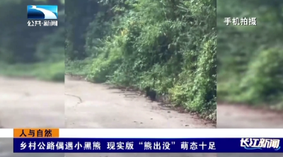 乡村公路偶遇小黑熊 现实版“熊出没”萌态十足