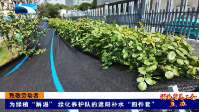 致敬劳动者丨为绿植“解渴” 绿化养护队的遮阳补水“四件套”