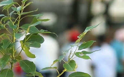 小暑至，苦夏始 | 小暑会养生，百病不缠身！