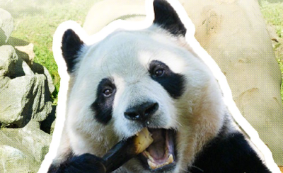 生日快乐！福宝今天5岁了