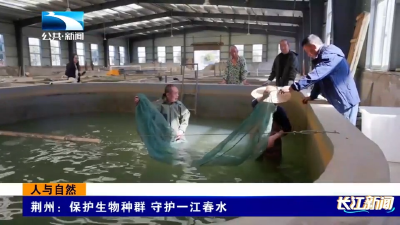 人与自然｜荆州：保护生物种群 守护一江春水