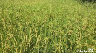 湖北早稻观察：面积为何增？产量凭何稳？