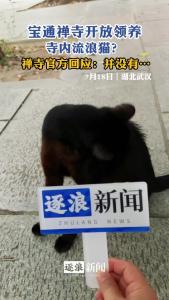 宝通禅寺开放领养寺内流浪猫？禅寺官方回应