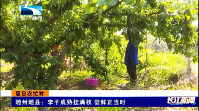随州随县：李子成熟挂满枝 尝鲜正当时
