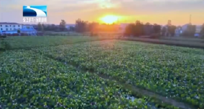 孝感汉川：太空莲迎来丰收 供不应求