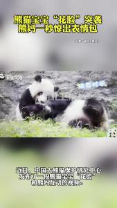 熊猫宝宝“花脸”突袭 熊妈一秒惊出表情包
