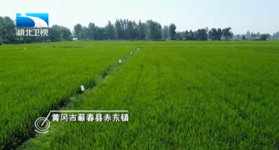 湖北农业主要病虫害发生率同比下降超7%
