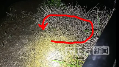 小心！武汉青山江滩有蛇出没 专家：应该是无毒蛇 注意保持距离