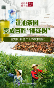 习近平总书记关切事｜让油茶树变成百姓“摇钱树”——把地方特色产业做优做强之三