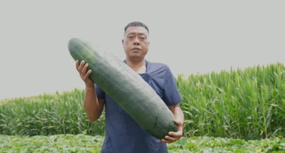 襄阳宜城：“麦瓜”轮作   一田双收