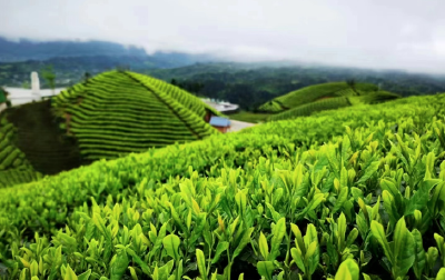 黄冈浠水 | “茶二代”程本磊：雀山茶香焕新生