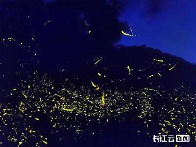 随州随县：盛夏夜只此浪漫 看萤火漫天飞舞