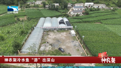 神农架冷水鱼“游”出深山