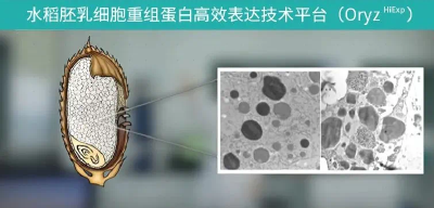 全球首创植物源重组人血清白蛋白获批上市