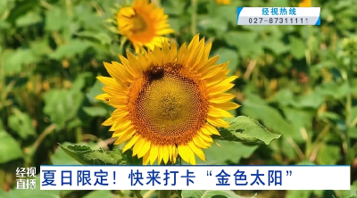 夏日限定！快来打卡“金色太阳”