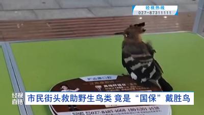 市民街头救助野生鸟类 竟是“国保”戴胜鸟