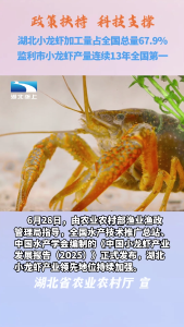 湖北小龙虾加工量占全国近七成
