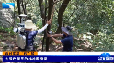 应对高温“烤”验 | 为绿色量尺的样地调查员