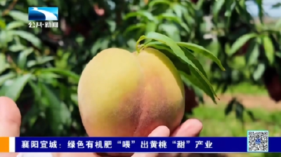 襄阳宜城：绿色有机肥“喂”出黄桃“甜”产业