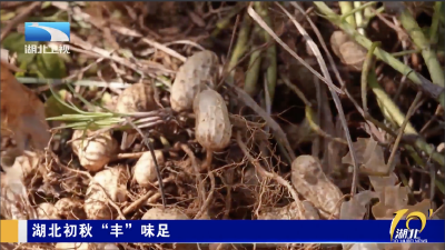 湖北初秋“丰”味足