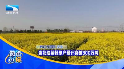 湖北油菜籽总产预计突破300万吨 