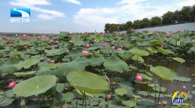 知音湖北 缤纷夏日丨十五载育荷 织就武汉“水上霓裳”